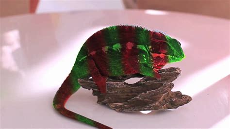crazy chameleons